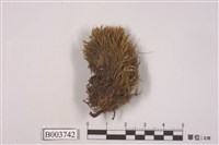 藏品(曲尾苔科)的圖片